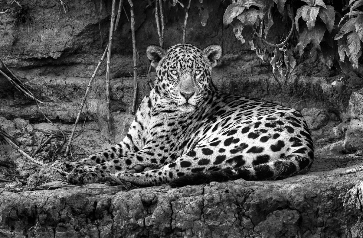 Onça fotografada no Pantanal por Araquém Alcantara