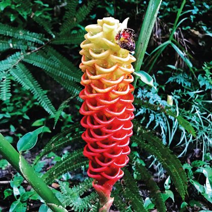 Flor Helicônia em meio à jardim de José Rufino