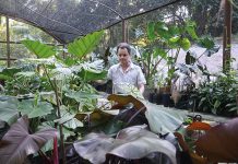 Rufino observa seus espécimes de Araceae