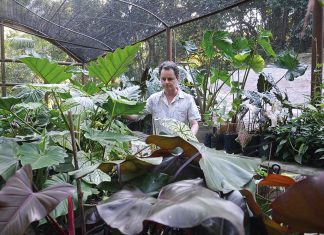 Rufino observa seus espécimes de Araceae