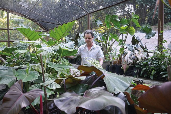 Rufino observa seus espécimes de Araceae