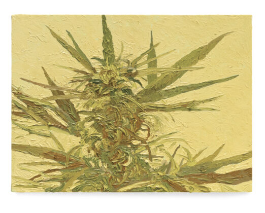 Fernando Leite, Cannabis, 2023.